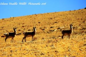 Hanle - A new Destination for Wildlife Lovers 