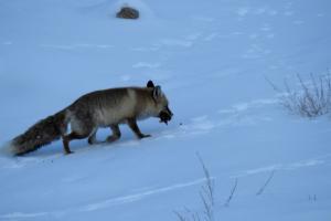 Mammals of Ladakh