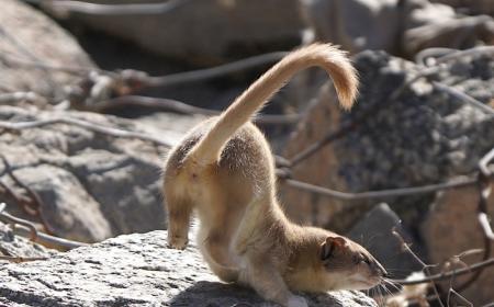 Hanle - A new Destination for Wildlife Lovers 