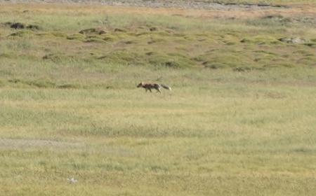 Hanle - A new Destination for Wildlife Lovers 