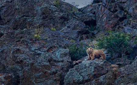 Mammals of Ladakh