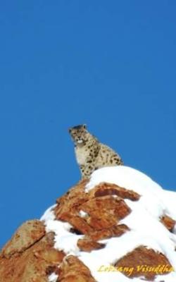 snow-leopard-with-spituk-festival