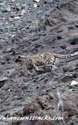 snow-leopard-with-matho-festival