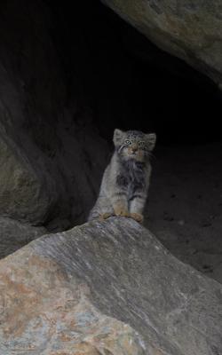 Pallas's Cat in Hanle, Ladakh Wildlife Tour, Wildlife Expedition to Ladakh