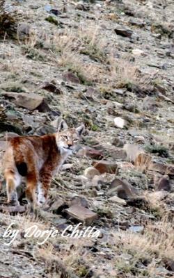 Eurasian Lynx wildlife tour to Ladakh