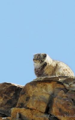 Pallas's Cat in Hanle, Pallas's Cat expedition to Ladakh Hanle