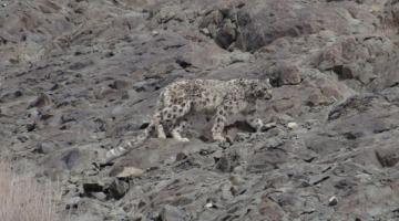 snow-leopard-spotting-tour-with-stok-festival