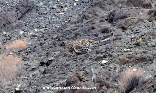 snow-leopard-with-matho-festival