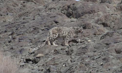 snow-leopard-spotting-tour-with-stok-festival