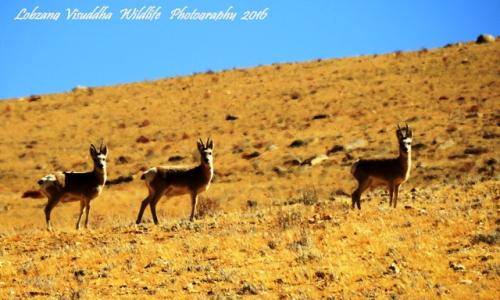 ladakh wildlife tour, ladakh birds watching tours