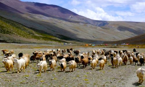 Markha Valley Trek Via Zingchen