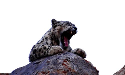 Ladakh Snow leopard Signature Itinerary and best time to spot a snow leopard in ladakh