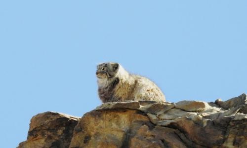 Pallas's Cat in Hanle, Pallas's Cat expedition to Ladakh Hanle