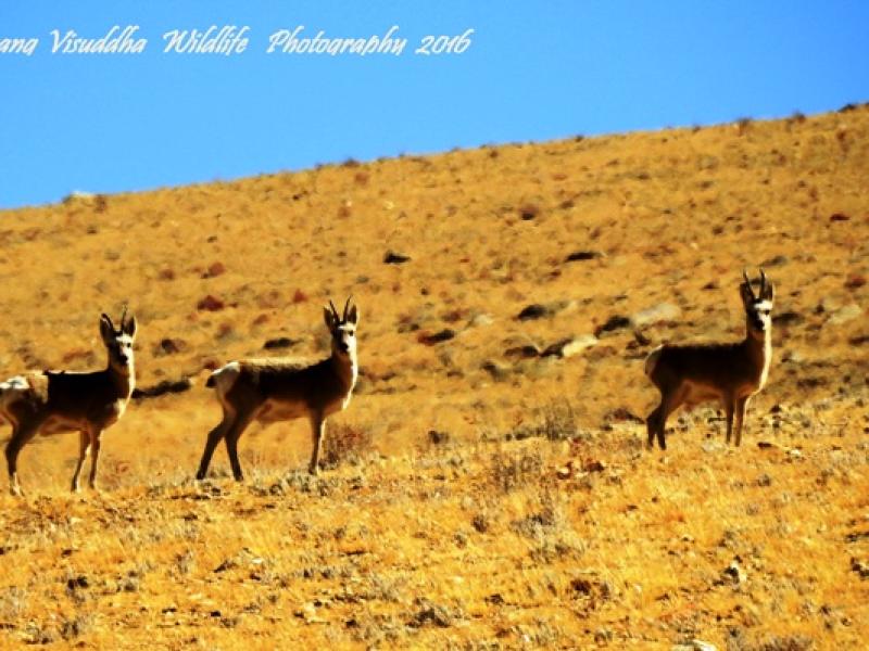 ladakh wildlife tour, ladakh birds watching tours