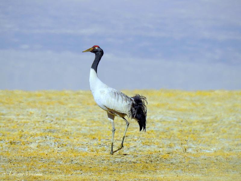 bird watching tour tsokar lake, packages tsokar lake