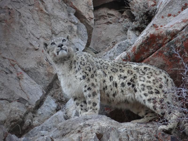 ladakh-snow-leopard-expedition-2018