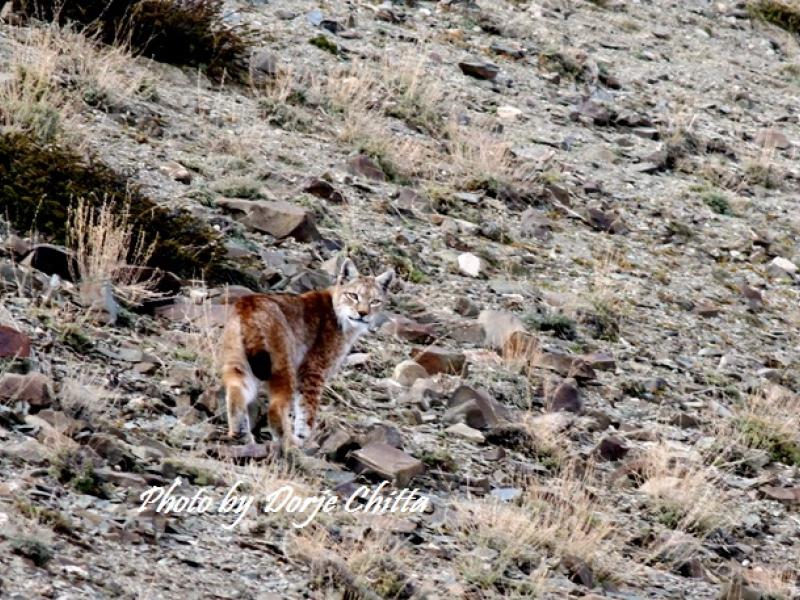 Eurasian Lynx wildlife tour to Ladakh