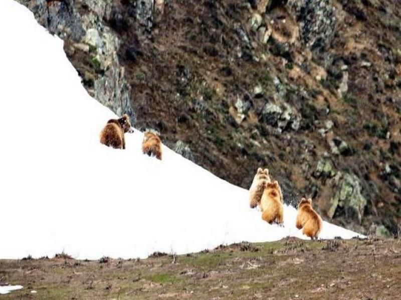 Himalayan brown bear photography tour to Ladakh