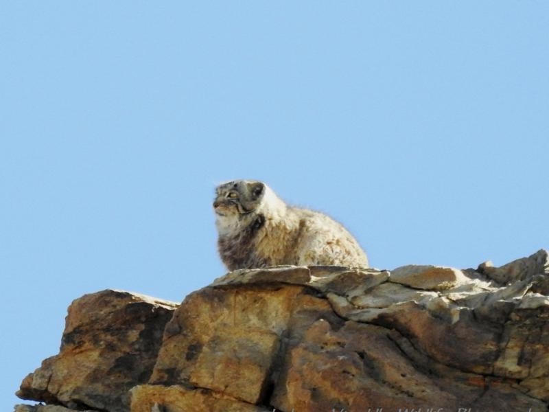 Pallas's Cat in Hanle, Pallas's Cat expedition to Ladakh Hanle