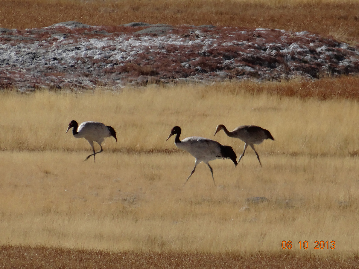 Black-necked Crane