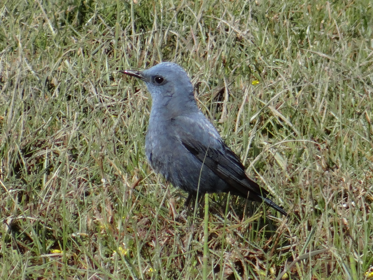 Blue-Rock-Thrush, one of the summer birds of Ladakh. Birding in Ladakh and Wildlife Tours to Ladakh with Ancient Tracks is a specialised birding and wildlife tour program for Ladakh