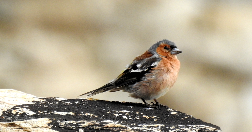 Chaff-finch is one of the rare birds found in Ladakh during a birding trip. This Chaff-finch prographed at Thukje Gonpa near Tsokar Lake in Ladakh is a record sighting.