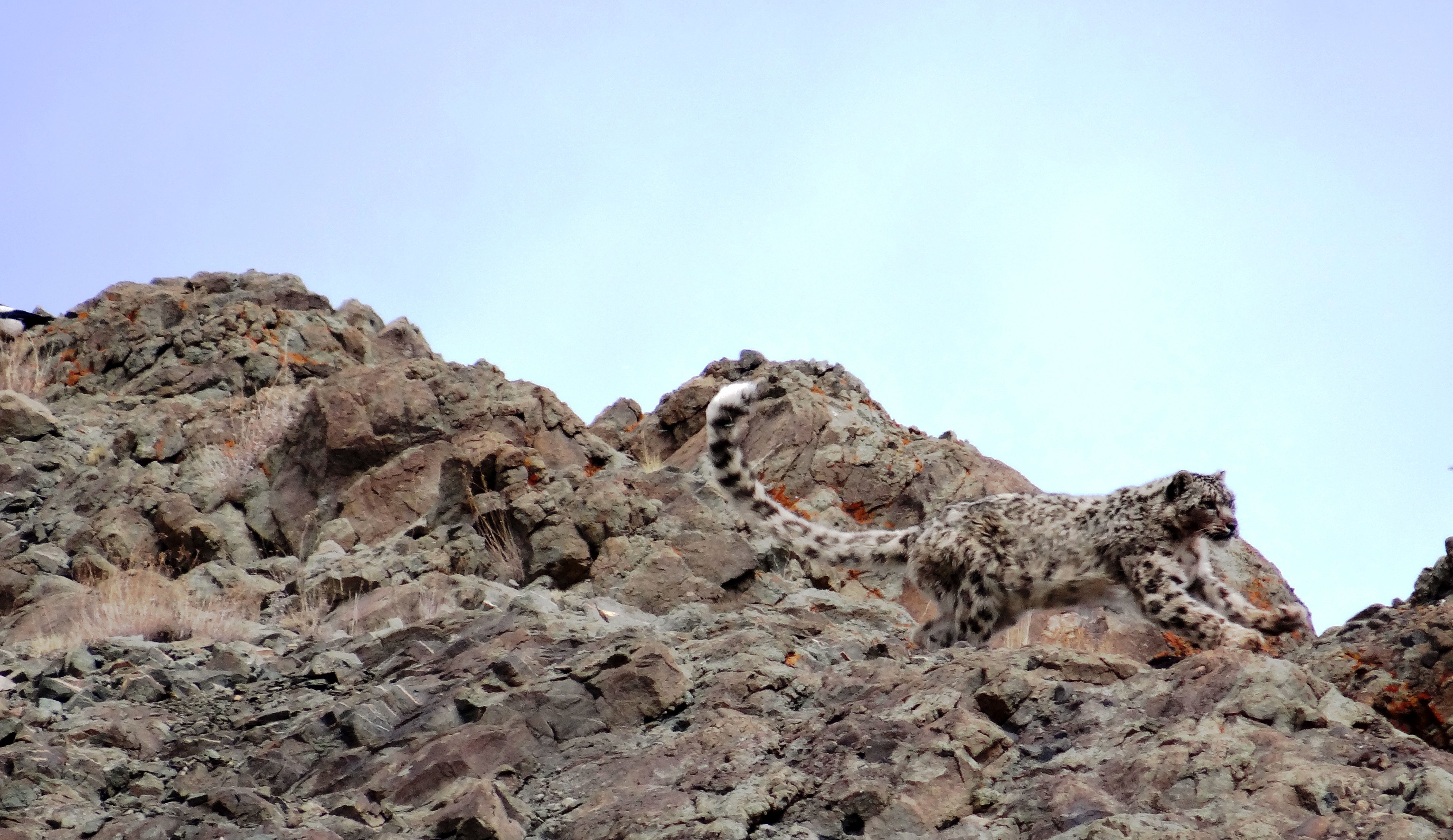 This photo of snow leopard in ladakh taken by Lobzang Visuddha at Matho in 2016. this leopard killed 2 calves of cows and a dog in Matho village. 