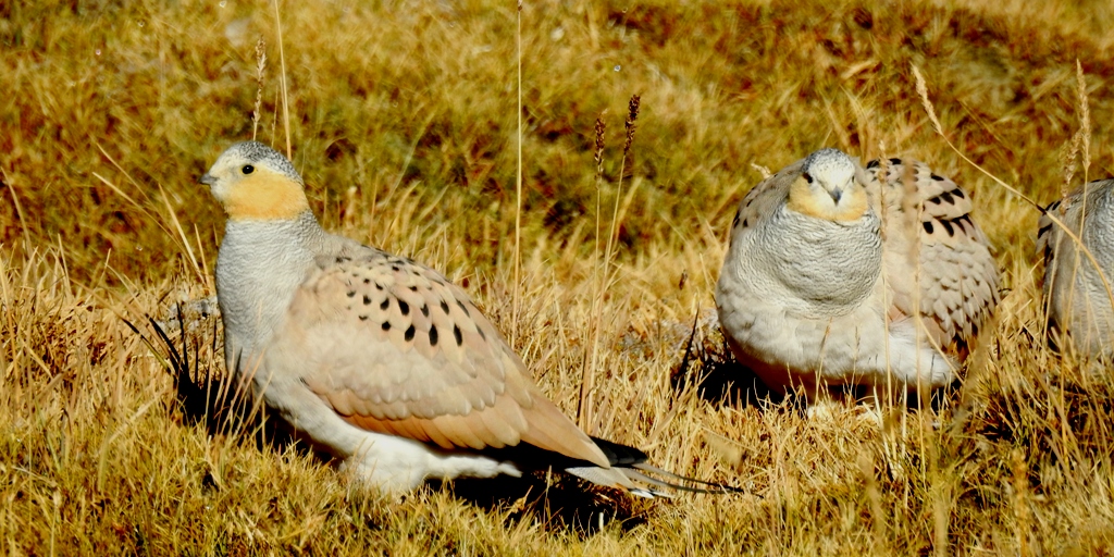 Birding around Tsokar Lake is one of the best birding trips in Ladakh. This is one of the best birding hotspots for Tibetan-Sandgrouse and Little Owl in Ladakh.