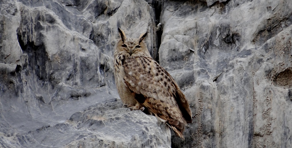 Eurasian Eagle Owl is one of the elusive birds of Ladakh. While on a birding trip to Markha Valley this Eurasian Eagle Owl was shot. 