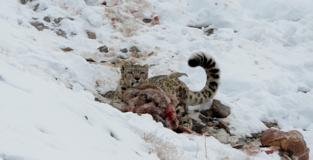 Snow Leopard Tour to Ladakh with Spituk Festival