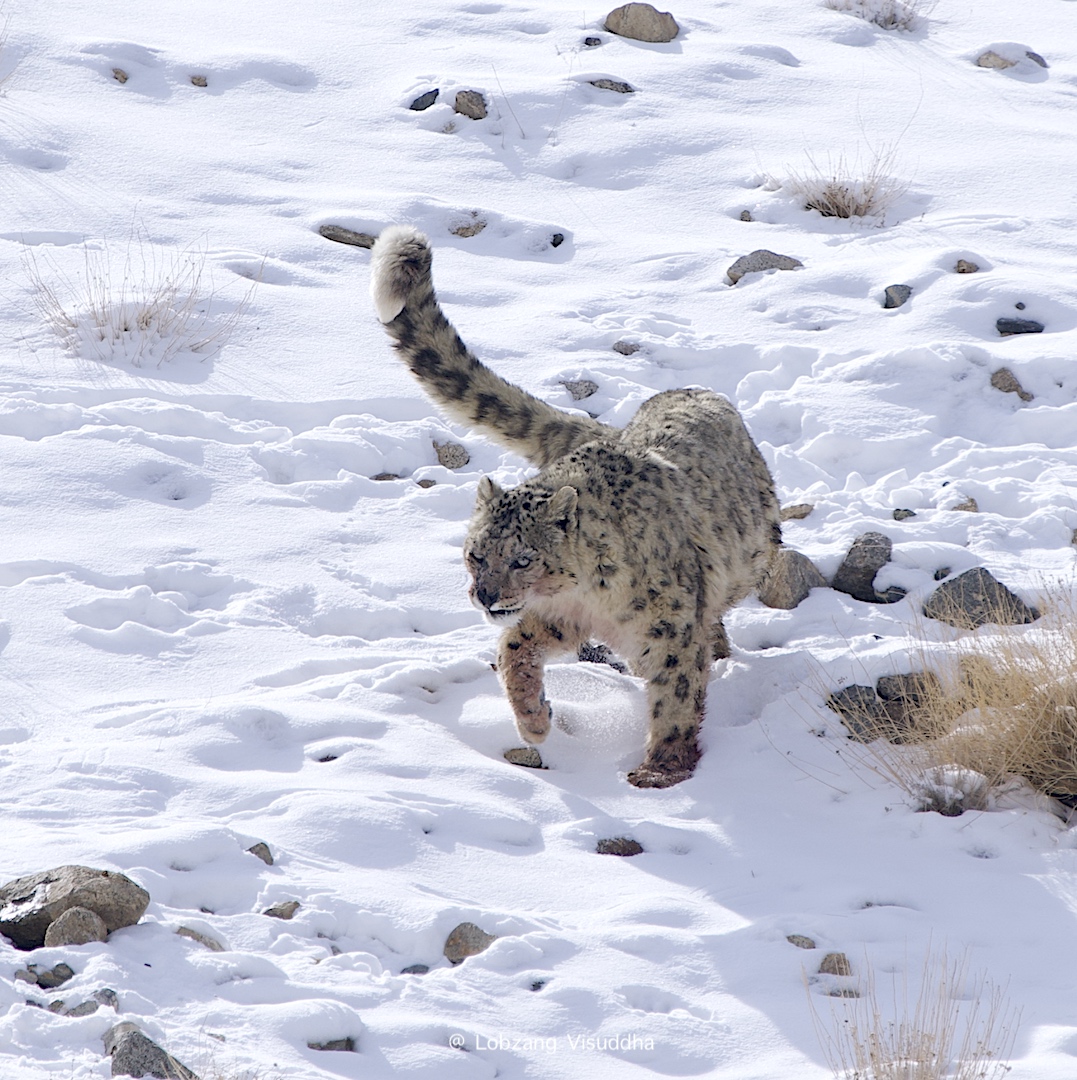 Snow Leopard Tour to Ladakh with Likir Festival