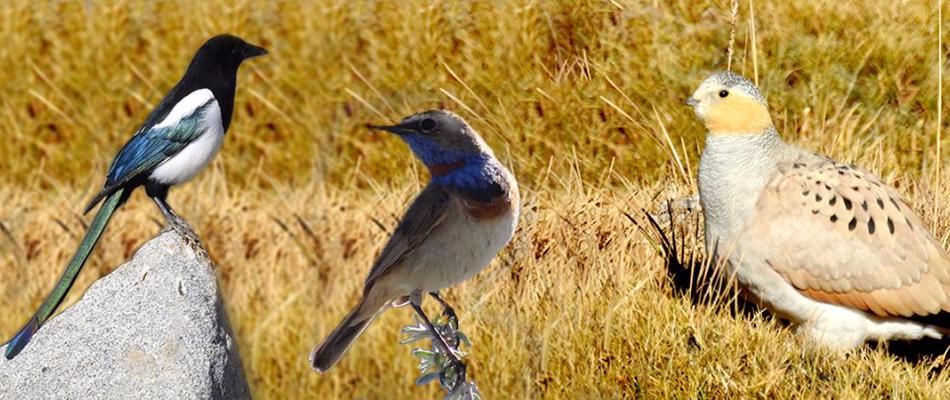 Birds of Ladakh, Birding Tours in Ladakh, Birding in Ladakh