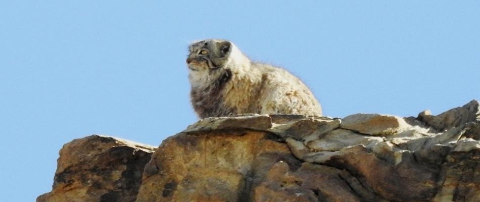 Pallas's Cat in Hanle, Ladakh Wildlife Tour